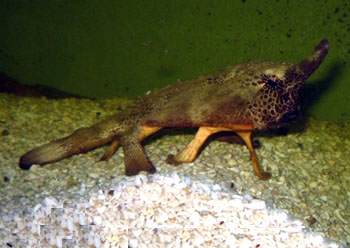 CK Lophiiformes ck-lophiiformes